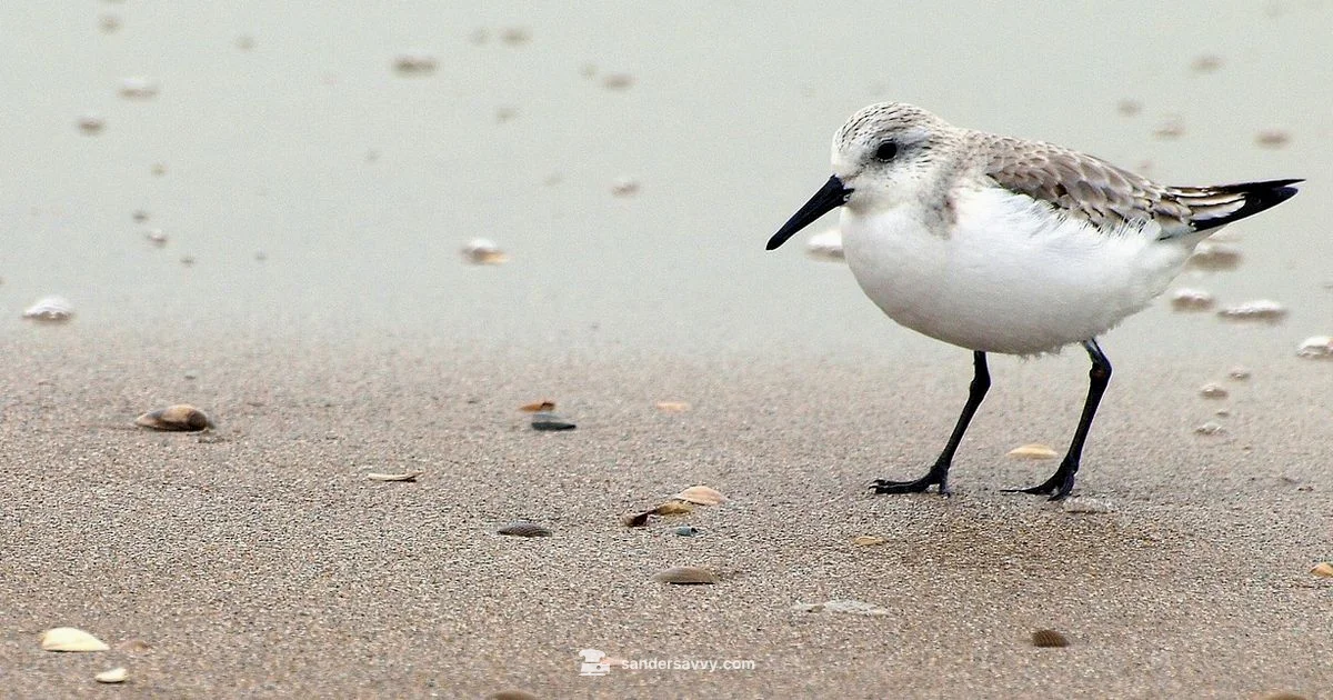 Sanderling Migration - SanderSavvy