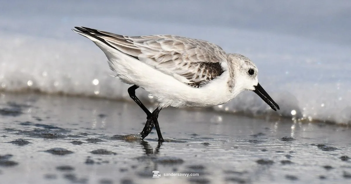 What Are Sanderlings - SanderSavvy