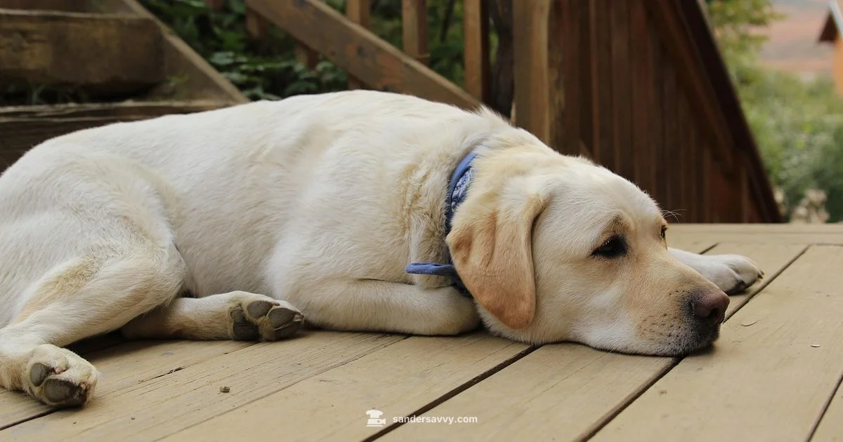 Top Deck Sander Picks - SanderSavvy