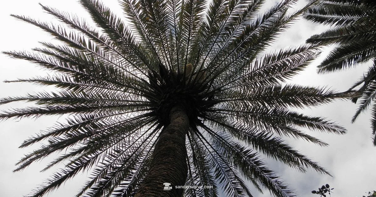 Palm Sander Basics - SanderSavvy