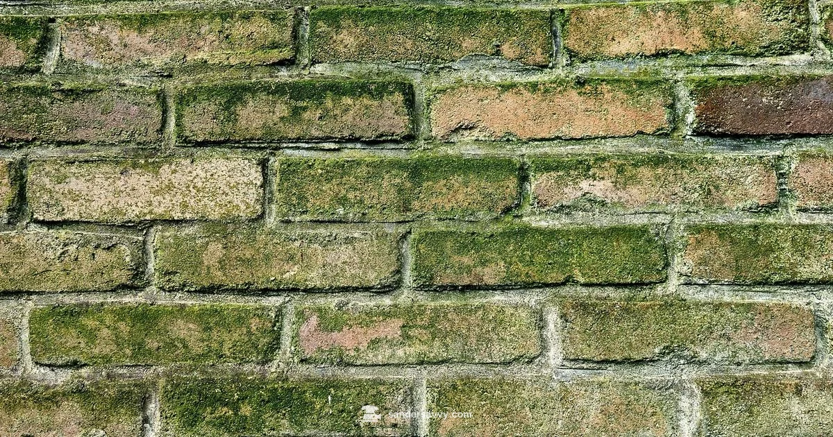 Mold & Sanding - SanderSavvy