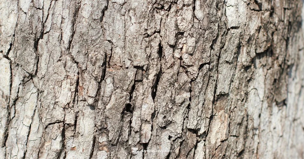 Wood Sander Essentials - SanderSavvy