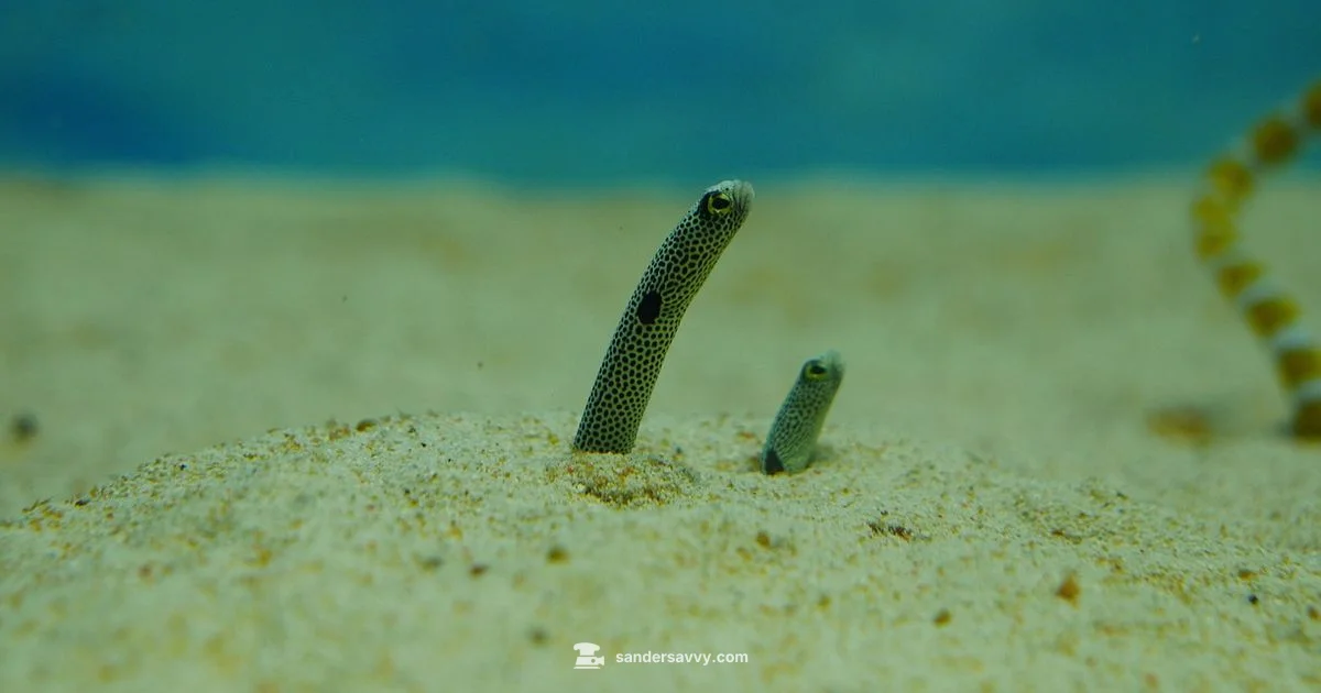 Eel Habitat in Dredged Lakes - SanderSavvy