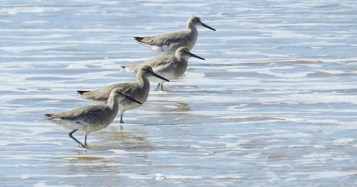Sanderling Water Escape - SanderSavvy