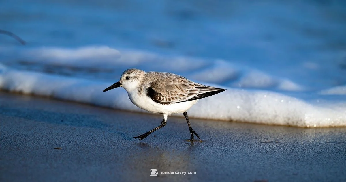 Sanderling vs Sandpiper - SanderSavvy