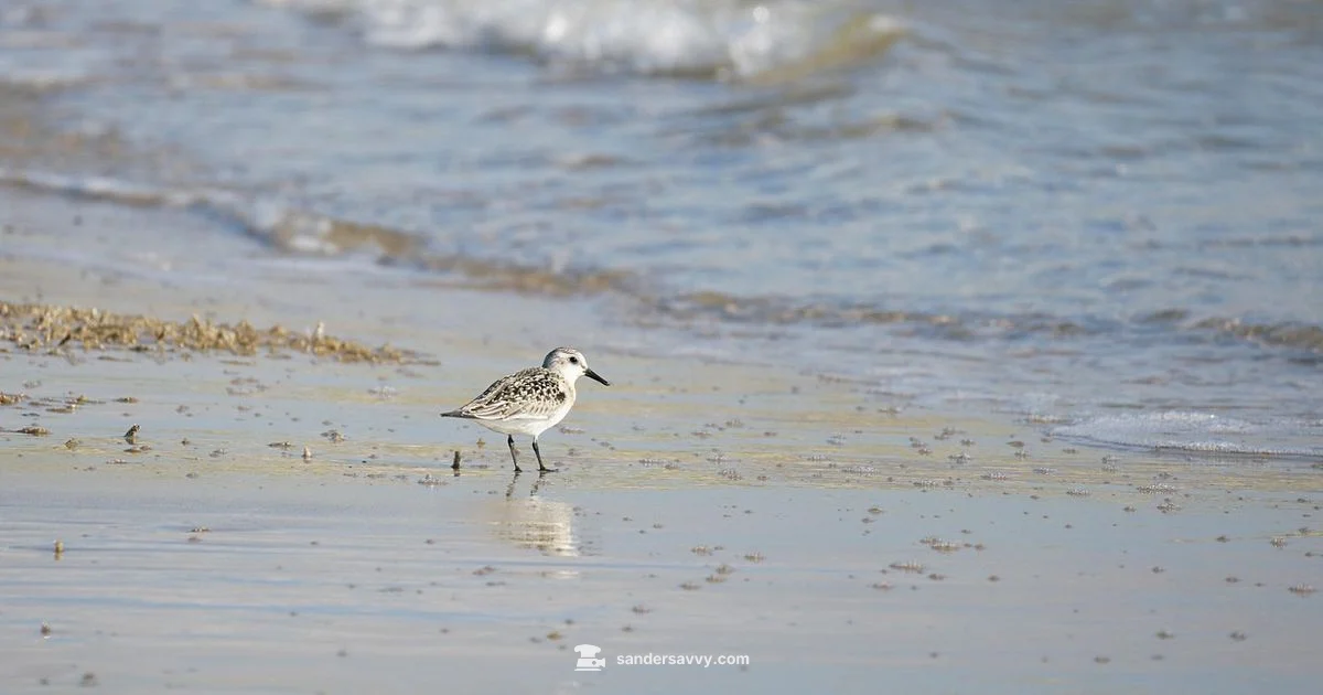 Sanderlings and Sandpipers - SanderSavvy