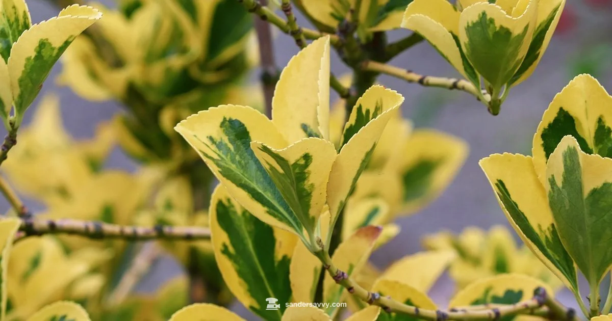 Spindle Sander Guide - SanderSavvy