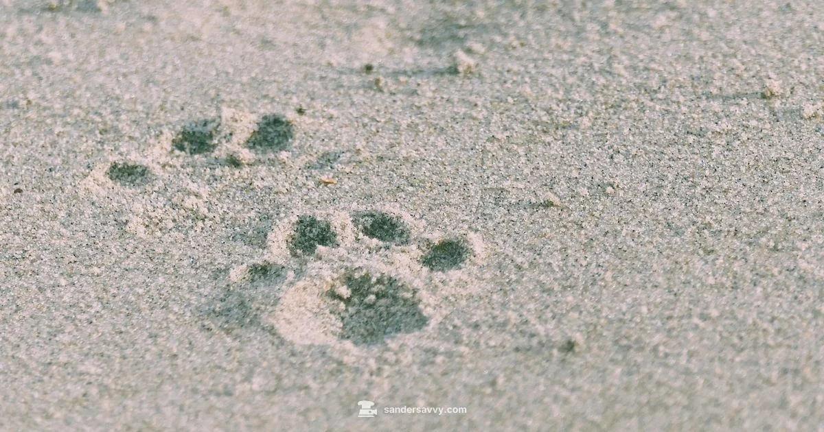 Speed Sanding Guide - SanderSavvy