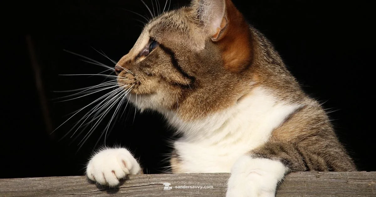 Corner Access Mastery - SanderSavvy